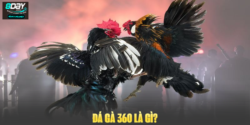 Đá gà 360 là gì?