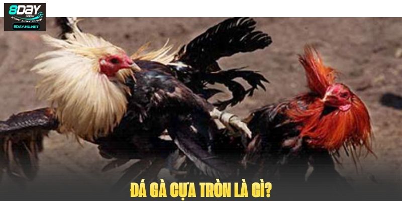 Đá gà cựa tròn là gì?