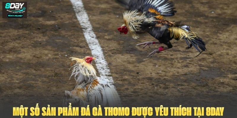 Một số sản phẩm đá gà Thomo được yêu thích tại 8DAY