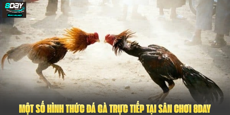 Một số hình thức đá gà trực tiếp tại sân chơi 8DAY