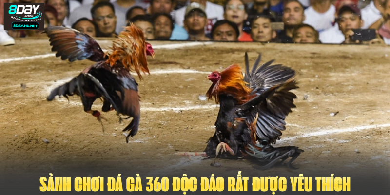 Sảnh chơi Đá gà 360 độc đáo rất được yêu thích