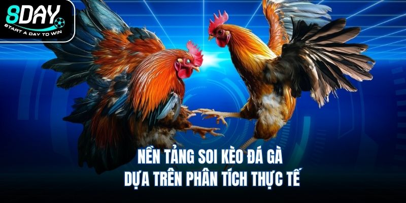 Nền tảng soi kèo đá gà dựa trên phân tích thực tế