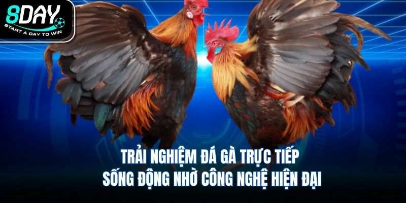 Trải nghiệm đá gà trực tiếp sống động nhờ công nghệ hiện đại